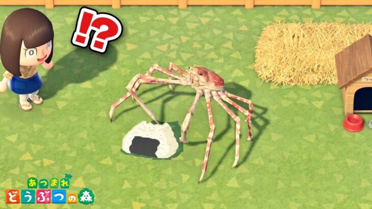 カニを飼い始めました 【あつ森】