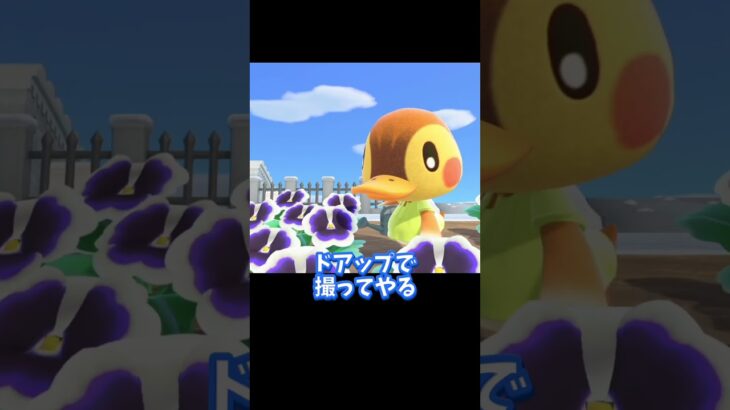 くんくんする住民ってかわいいよね？…(犯) 【あつ森】