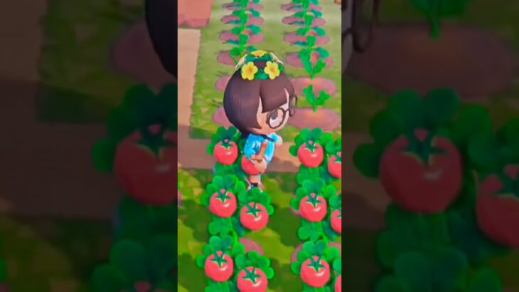 あつ森トマト🍅収穫中