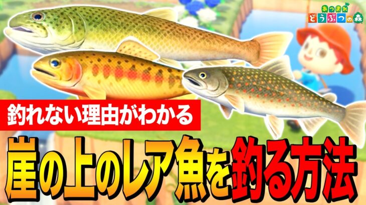 【あつ森】崖の上の魚 完全攻略｜イトウ・ゴールデントラウト・オオイワナが釣れない人へ
