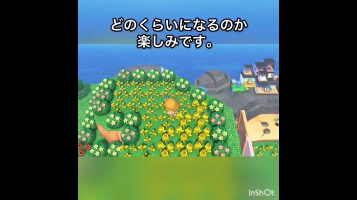 【あつ森】一か月金バラだけ摘んだらいくら稼げる？　#vlog #あつ森 #あつまれどうぶつの森 #こはくちゃんねる2424