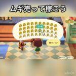 【あつ森】ムギ売ったらいくらかな？　#vlog #あつ森 #あつまれどうぶつの森 #こはくちゃんねる2424  初心者　おすすめ