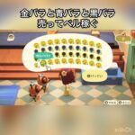 【あつ森】金バラ、青バラ、黒いバラを売ったらいくらかな？　結果　ベル稼ぐ　#vlog #あつ森 #あつまれどうぶつの森 #こはくちゃんねる2424