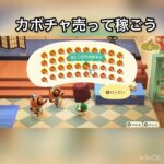 【あつ森】カボチャ売ったらいくらかな？　#vlog #あつ森 #あつまれどうぶつの森 #こはくちゃんねる2424   #毎日更新　毎日更新中　