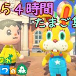 【あつまれどうぶつの森/あつ森】0から4時間頑張れば、たまごはいくつ集まるのか？【生配信】