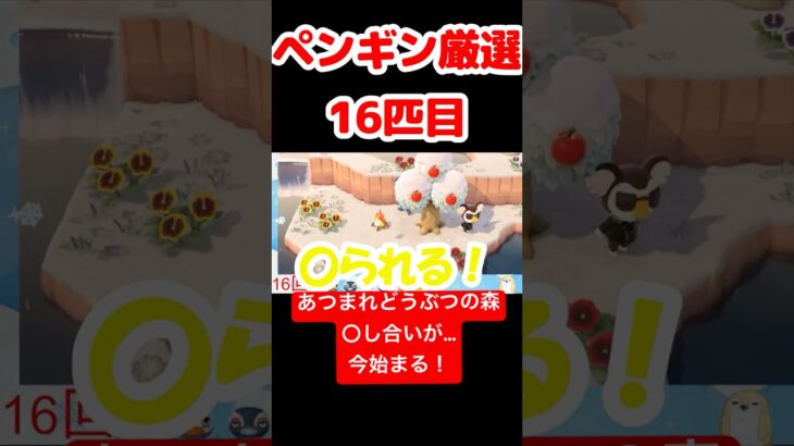 【あつ森】ペンギン厳選16匹目 #vtuber  #ゲーム実況