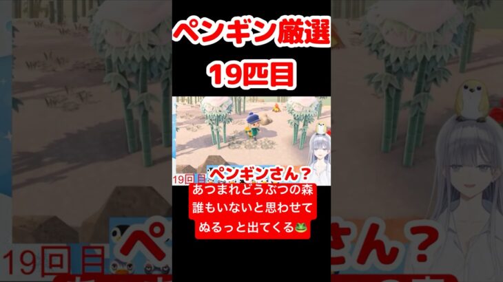【あつ森】ペンギン厳選19匹目 #vtuber  #ゲーム実況