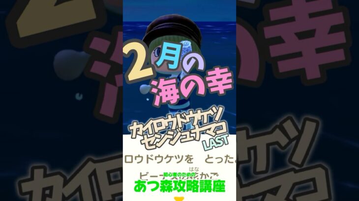＃あつ森2月の海の幸 ＃あつ森カイロウドウケツ ＃あつ森コンプ ＃あつ森初心者＃あつ森攻略講座
