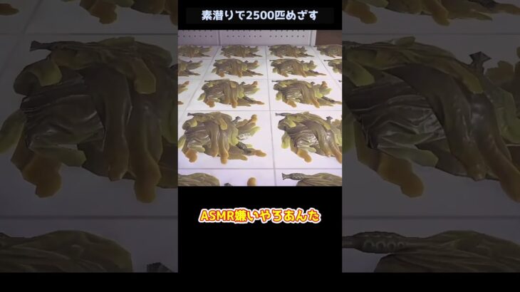 【あつ森】≪素潜り2500匹≫　多分これやったのわたしだけ