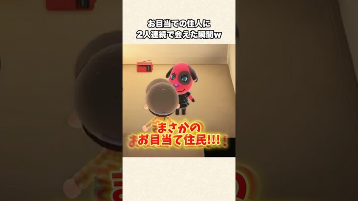 【あつ森】奇跡！探してた住民2人に出会えた瞬間w【あつまれどうぶつの森】#shorts #あつ森