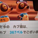 【あつ森】カブ367！！チャンネル登録、高評価で無料参加