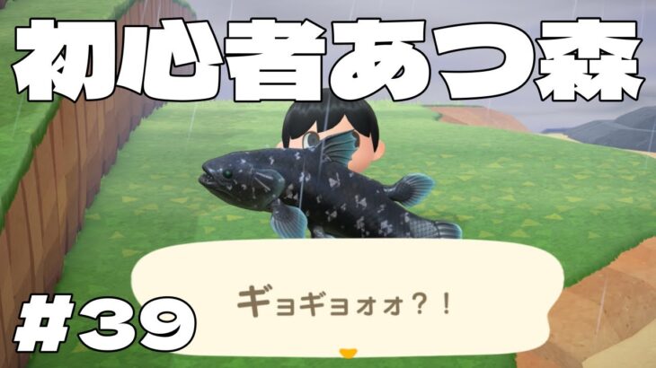 【初見あつ森】雨だからシーラカンス釣るまで終われない39日目☔️🐟初心者に色々教えてください！【あつまれどうぶつの森】