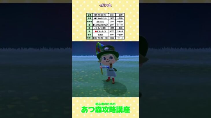 ＃あつ森4月の虫 ＃あつ森タランチュラ＃あつ森初心者 #あつ森コンプ＃あつ森攻略講座