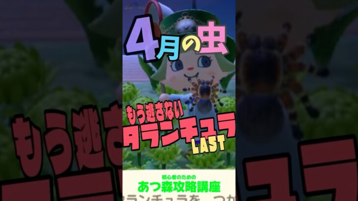 4月の虫 #あつ森タランチュラ ＃あつ森コンプ＃あつ森初心者 #あつ森攻略講座