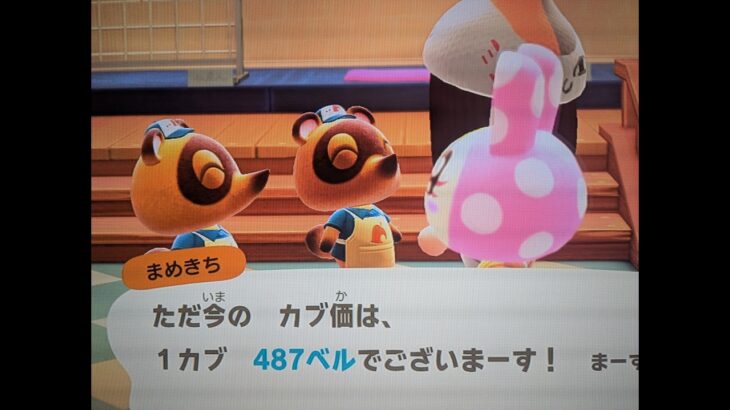 【あつ森】カブ487！！チャンネル登録、高評価で無料参加