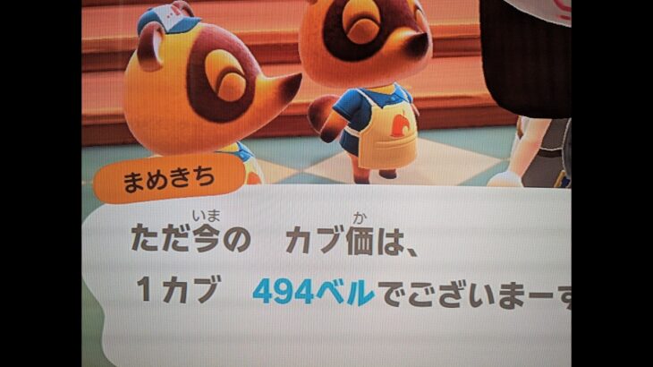 【あつ森】カブ494！！チャンネル登録、高評価で無料参加