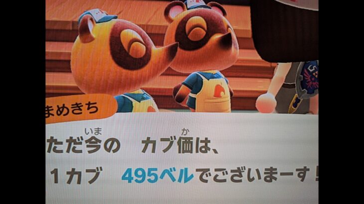 【あつ森】カブ495！！チャンネル登録、高評価で無料参加