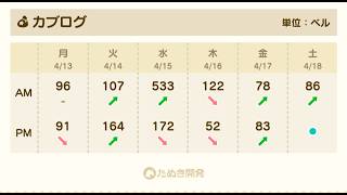 【あつ森】カブ533！チャンネル登録、高評価で参加OK