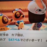 【あつ森】カブ547！！チャンネル登録、高評価で無料参加