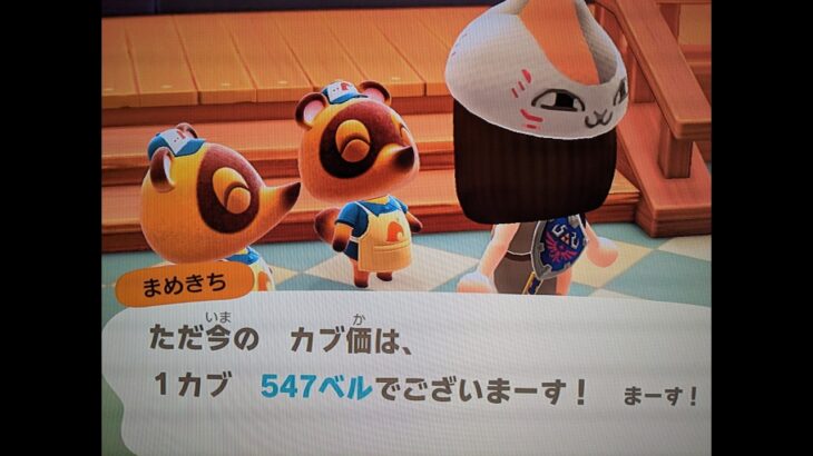 【あつ森】カブ547！！チャンネル登録、高評価で無料参加