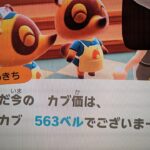 【あつ森】カブ563！！チャンネル登録、高評価で無料参加