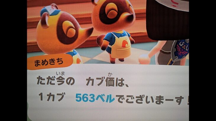 【あつ森】カブ563！！チャンネル登録、高評価で無料参加