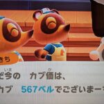 【あつ森】カブ567！チャンネル登録、高評価で参加OK