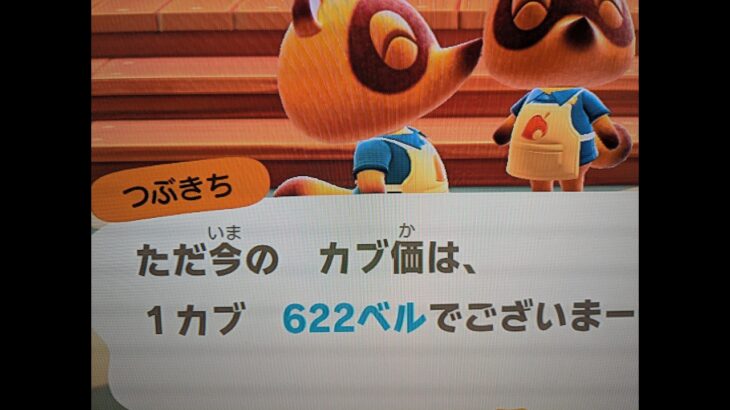 【あつ森】カブ622！！チャンネル登録、高評価で無料参加
