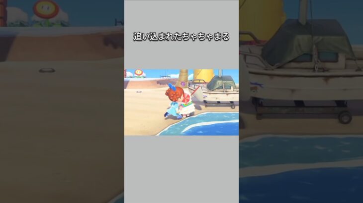 【あつ森】島民代表に追い込まれるちゃちゃまる。【あつまれどうぶつの森】【どうぶつの森】【ACNH】 #short