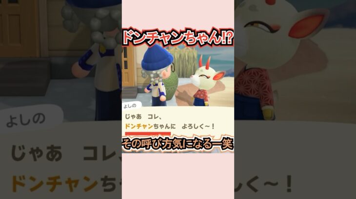 ドンチャンちゃんって呼び方かわいすぎない？笑【あつ森】 #Shorts #あつ森