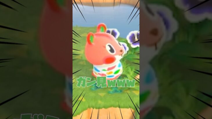 【あつ森ショート】かわいいけどさ！！ガン見アップルかわいいけどさ！！ #あつ森 #animalclossing #ゲーム配信 #しゅまのゲーム帳 #離島ガチャ