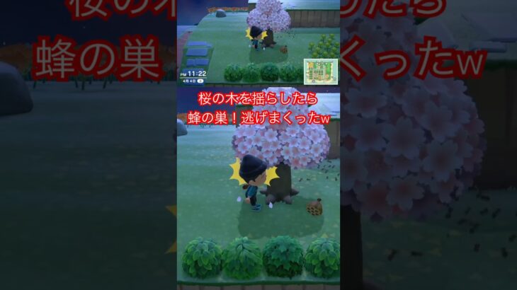 【あつ森】桜の木を揺らしたら蜂の巣が落ちてきて全力で逃げて、とたけけに助けを求めたよ🐶✨ #あつ森 #あつまれどうぶつの森 #とたけけ #どうぶつの森 #animalcrossing