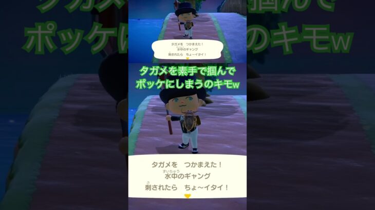 【あつ森】タガメを素手で触ってポケットにしまうの見てゾワゾワして鳥肌が立ったよ😱😫💦 #あつ森 #あつまれどうぶつの森 #タガメ #どうぶつの森 #animalcrossing #shorts