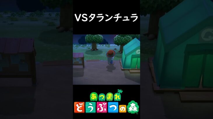 初めてのタランチュラ戦【あつまれ どうぶつの森】#shorts #あつ森 #あつまれどうぶつの森