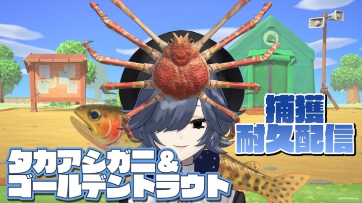 【縦型あつ森】 ゴールデントラウト＆タカアシガニ捕獲耐久配信 #shorts 【ストリートルネ/中性】