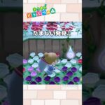 【あつ森小ネタ】ゆうたろう、まぎらわしい…！#shorts  #あつ森 #あつまれどうぶつの森