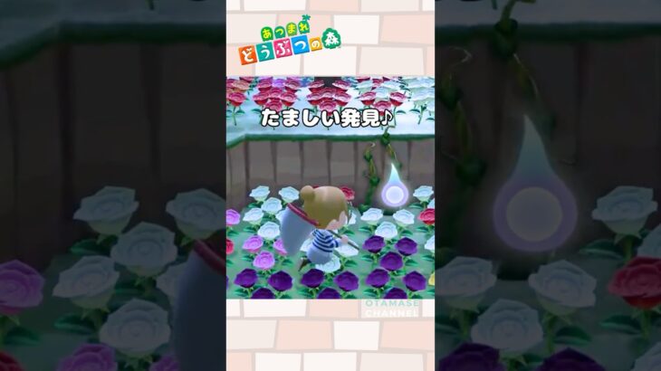 【あつ森小ネタ】ゆうたろう、まぎらわしい…！#shorts  #あつ森 #あつまれどうぶつの森