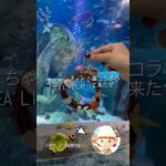 この後２人ですぐあつ森したんだなも #shorts #どうぶつの森 #あつ森