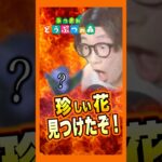 #shorts #ゲーム実況 #あつまれどうぶつの森 #あつ森 #あつもり