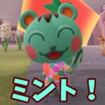 【あつ森】新たな住民！？ミントのプロフィールを紹介するよー！#shorts  #あつ森 #ミント