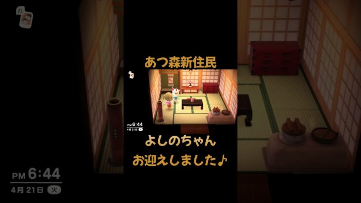 【あつ森】新住民よしのちゃんお迎えしました♪#shorts ＃あつ森