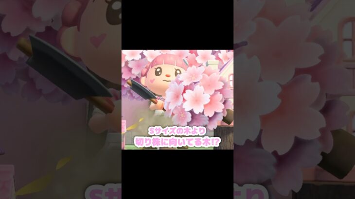 縦に長い「切り株」なんだよね、可愛いけど…？！？！#あつ森 #どうぶつの森 #あつまれどうぶつの森 #どう森 #shortvideo #short #shorts #ミニ切り株#あつ森ミニの木