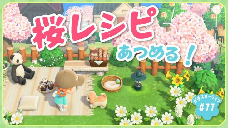 【あつ森】　桜レシピを集めたい！🌸🌸【よりどり島】