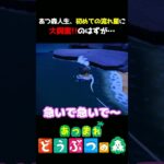 【あつ森】初めて見た流れ星に大興奮!!のはずが…
