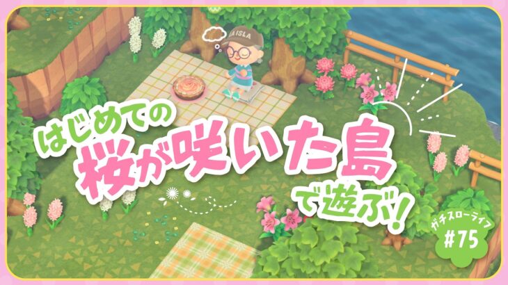 【あつ森】　桜満開！よりどり島で初めてのお花見🌸レシピも集めるぞ〜【よりどり島】