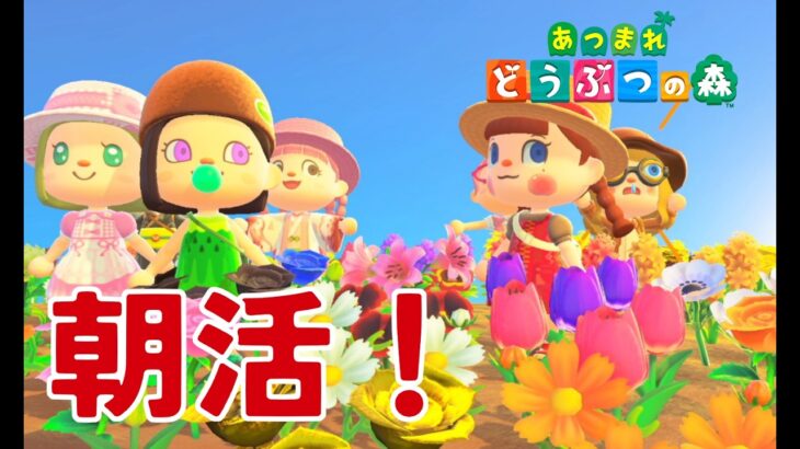 【あつ森】朝活！カブ厳選しながら雑談【視聴者参加型(あつ森)】カブ売りしたい方は初回のみコメント欄に「島名・名前　をご記入ください　何度でも往復可能です