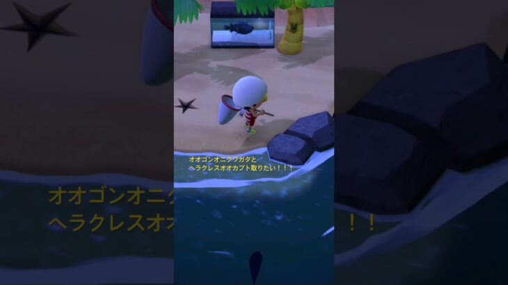 あつ森楽しい！ #人気になりたい #ばずれ #オオゴンオニクワガタ#ヘラクレスオオカブト #あつ森