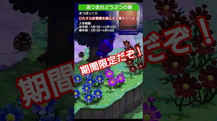 【#あつ森 】まつぼっくり【#あつまれどうぶつの森 】