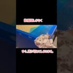 あつ森水族館の春休み　ヤバかった！！