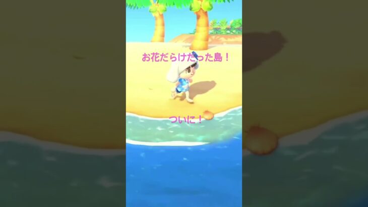 あつ森🌳お花だらけの島をついに断捨離！きれいになった島をシナモンロールのファッションでのんびりお散歩